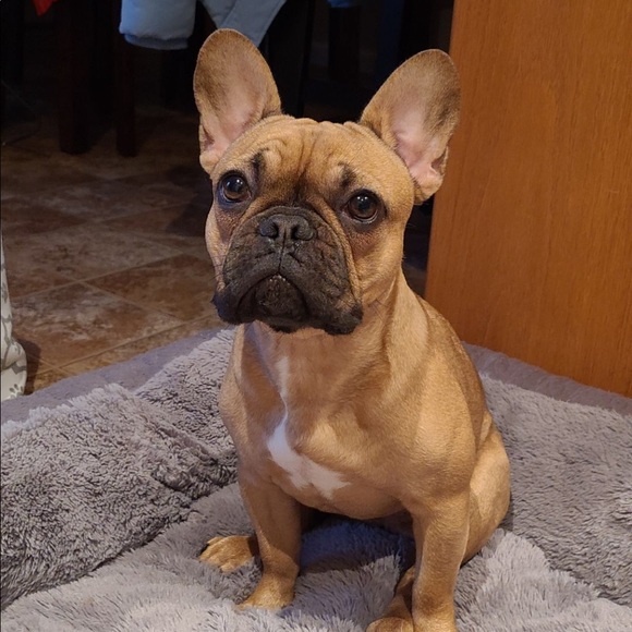 Meet your Posher, Morgan - Picture 1 of 1